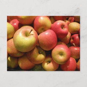 Pennsylvania Apples Postcard