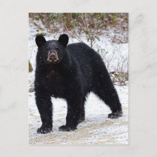 Pennsylvania Black Bear in Winter Postcard