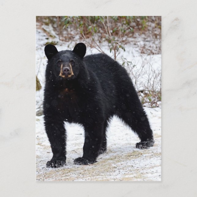 Pennsylvania Black Bear in Winter Postcard (Front)