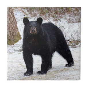 Pennsylvania Black Bear in Winter Tile