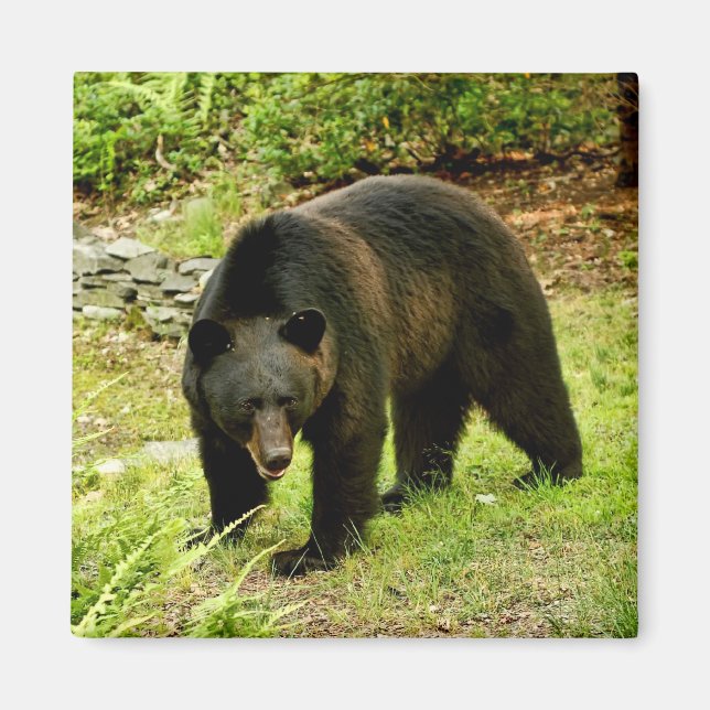 Pennsylvania Black Bear Magnet (Front)