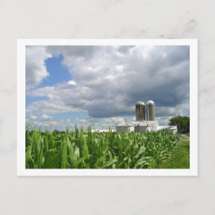 Pennsylvania Cornfield Postcard
