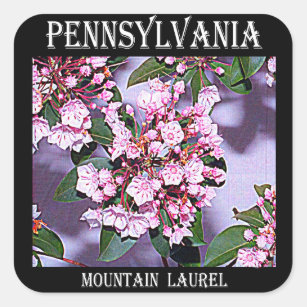 Pennsylvania Mountain Laurel Square Sticker
