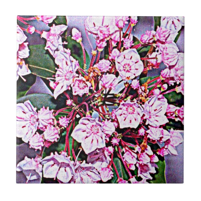 Pennsylvania Mountain Laurel Tile (Front)