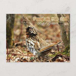 Pennsylvania State Bird: Ruffed Grouse Postcard