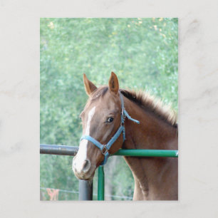 Penny Ole Gal Postcard