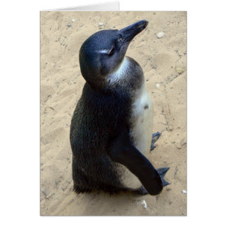 Penquin blanc