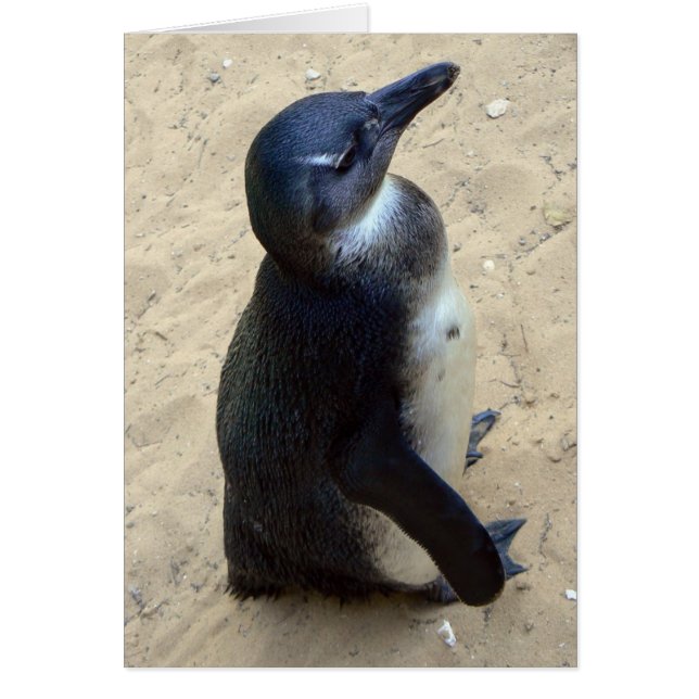Penquin blanc (Devant)