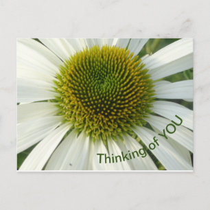 Pensée Fleur Blanche de VOUS Carte postale