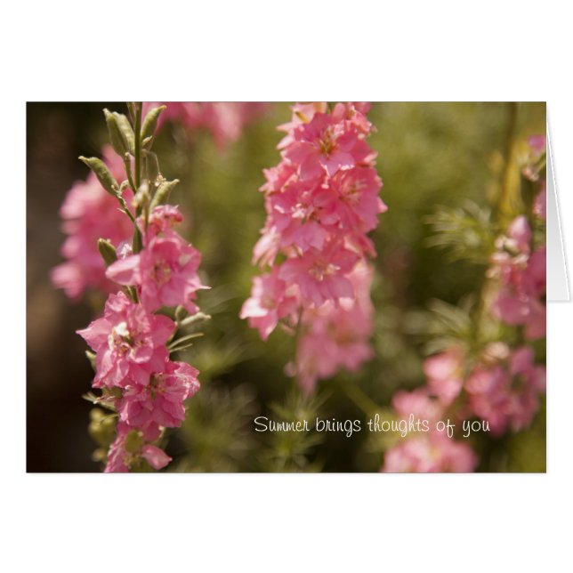 pensées d'été (Devant horizontal)