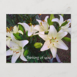 "Penser à vous" Belle carte postale Lily blanche