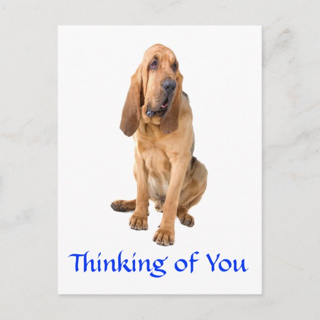 Penser à vous Bloodhound Chig Greeting Carte posta (Devant)