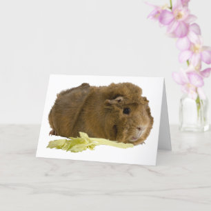 Penser À Vous Mignonne Modèle photo De Cochon Guin