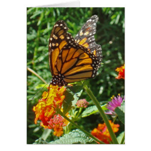 Penser à vous Monarch Butterfly Friendship