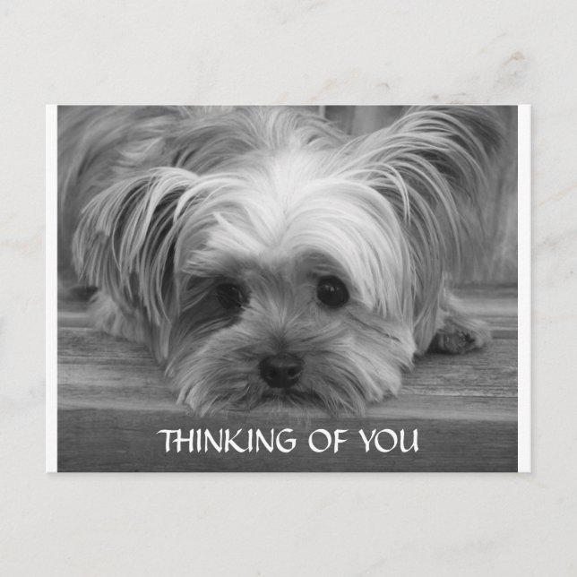 Penser à vous Yorkshire Terrier Puppy carte postal (Devant)