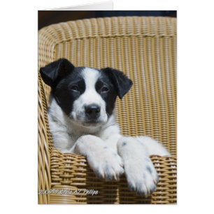 Pensez à votre frontière Collie Pup à l'intérieur 