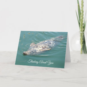 Pensez à votre jolie carte de phoque flottant
