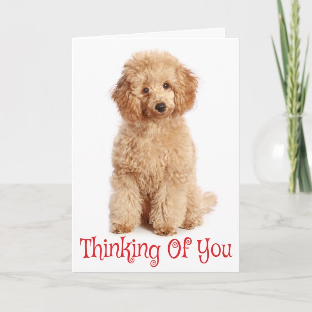 Pensez à vous Apricot Poodle Chien Carte (Devant)