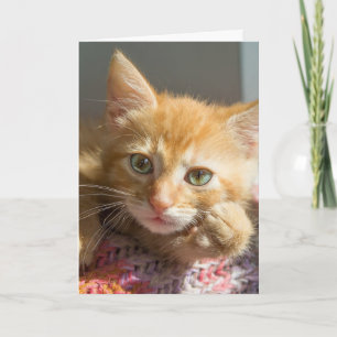 PENSEZ À VOUS GINGER KITTEN CARTES DE CHAT