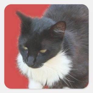 Pensive Kitty Square Sticker