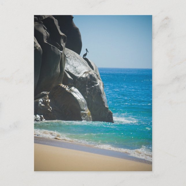 Pensive Pelican Postcard (Front)