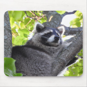 Pensive Raccoon in a tree Mouse Pad