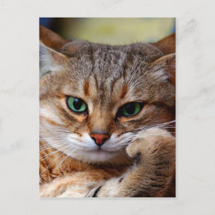 pensive tiger cat postcard