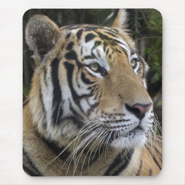 Pensive Tiger Up Close Mousepad (Front)
