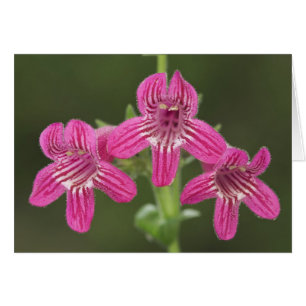 Pénstémon écarlate, Penstemon triflorus,
