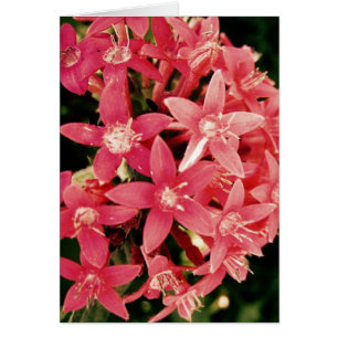 Pentas