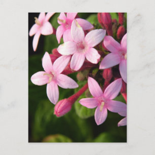 Pentas Postcard