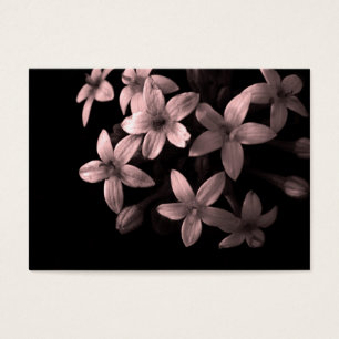 pentas rouge