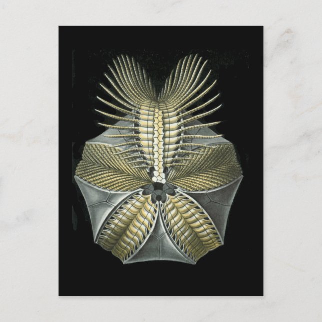 Pentremites Postcard (Front)