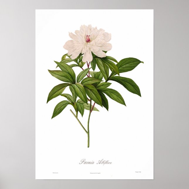Peonia albiflora poster (Front)