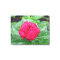 Peonie After Rain Wrapped Canvas