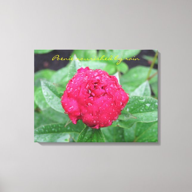 Peonie After Rain Wrapped Canvas (Front)
