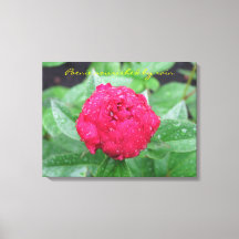 Peonie après la pluie toile enveloppée