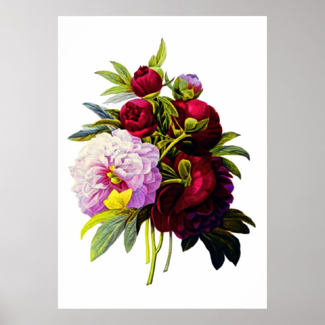 Peonies by Pierre Joseph Redoute Poster (Front)