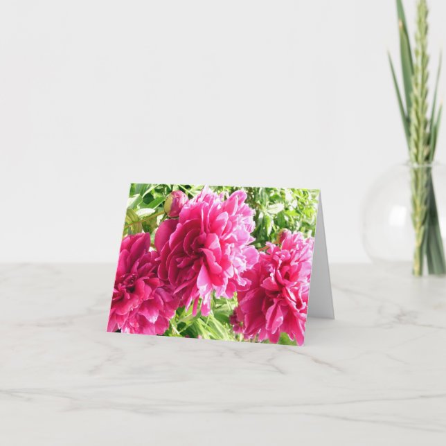 Peonies chaudes / Carte de billets (Devant)