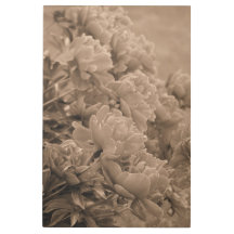 Peonies multiples en Sepia