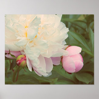 Peonies Pink Peony and Bud Flower Art Poster