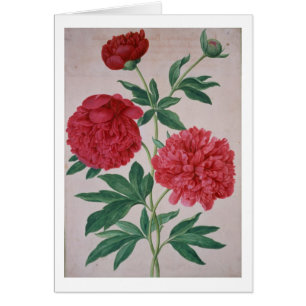 Peonies, plate 46 from the Nassau Florilegium (w/c