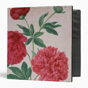 Peonies, plate 46 from the Nassau Florilegium (w/c Binder