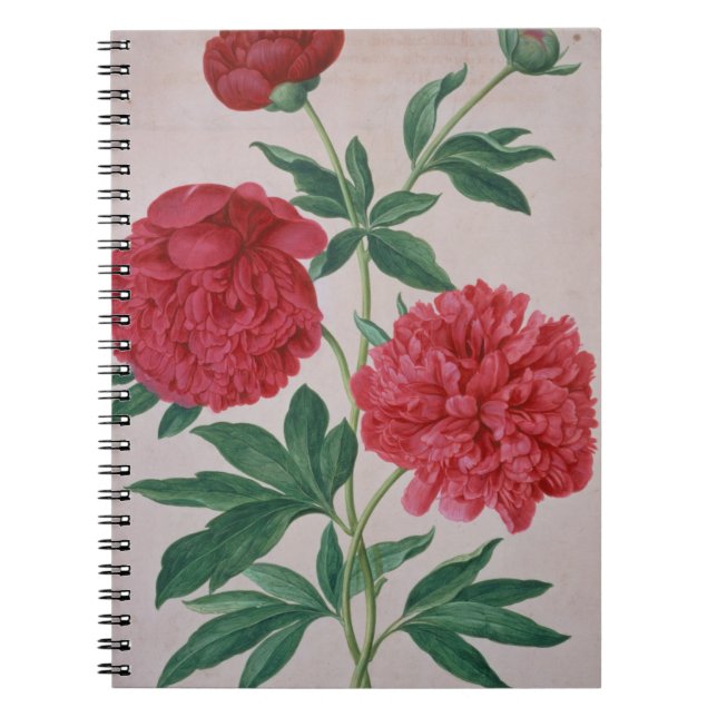Peonies, plate 46 from the Nassau Florilegium (w/c Notebook (Front)