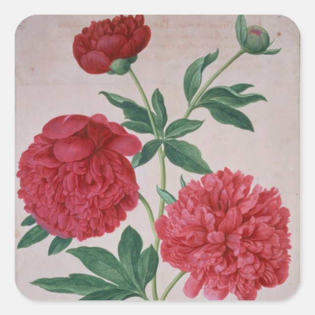 Peonies, plate 46 from the Nassau Florilegium (w/c Square Sticker (Front)