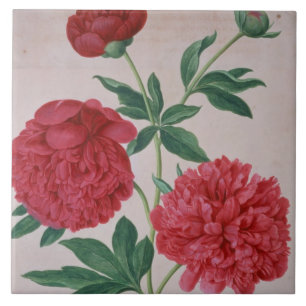 Peonies, plate 46 from the Nassau Florilegium (w/c Tile