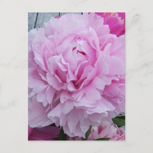 Peonies roses / Carte postale Peony (Devant)
