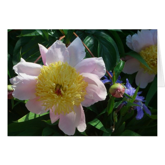 Peonies roses et jaunes Belle florale (Devant horizontal)