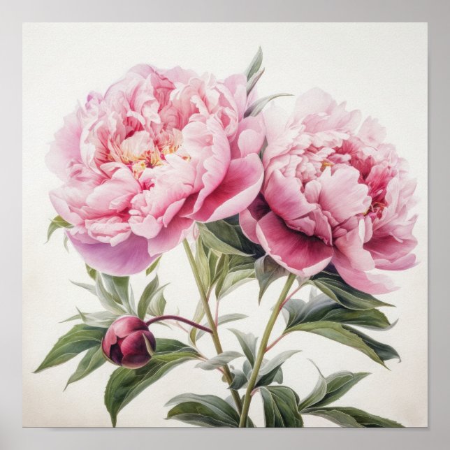 Peonies roses Flower Art Imprimer Poster (Devant)