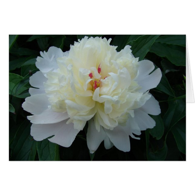 Peony (Front Horizontal)